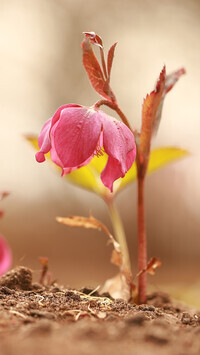 Oryginalny obrazek