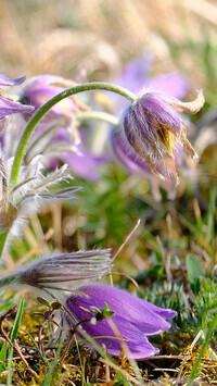 Oryginalny obrazek