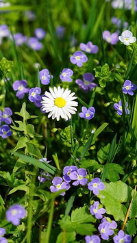 Oryginalny obrazek