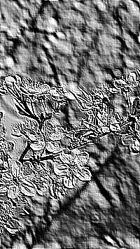 Skamielina
