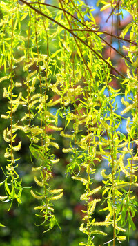 Oryginalny obrazek