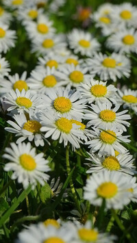 Oryginalny obrazek