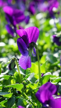 Oryginalny obrazek