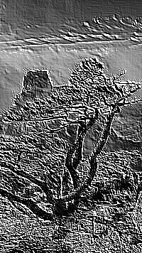 Skamielina