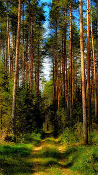 Oryginalny obrazek