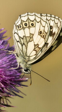 Oryginalny obrazek