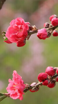Oryginalny obrazek