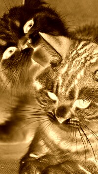 Sepia + Negatyw