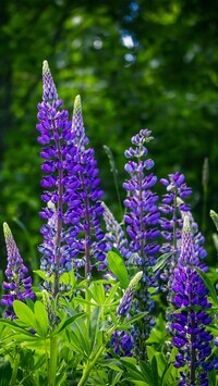 Oryginalny obrazek