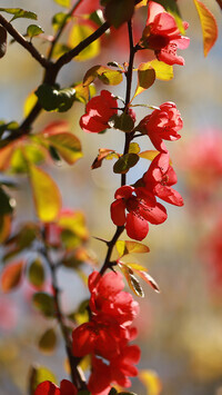 Oryginalny obrazek