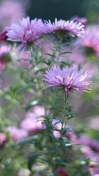Oryginalny obrazek