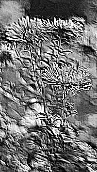 Skamielina