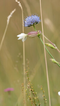 Oryginalny obrazek