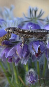 Oryginalny obrazek