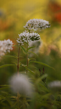 Oryginalny obrazek
