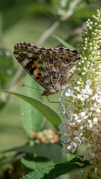 Oryginalny obrazek