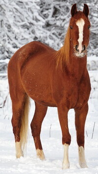 Oryginalny obrazek