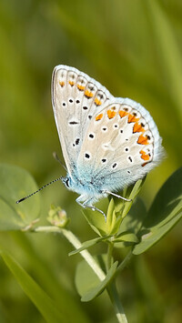 Oryginalny obrazek