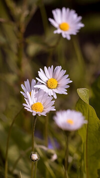 Oryginalny obrazek