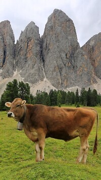 Oryginalny obrazek