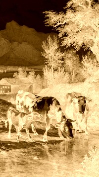 Sepia + Negatyw