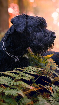 Oryginalny obrazek