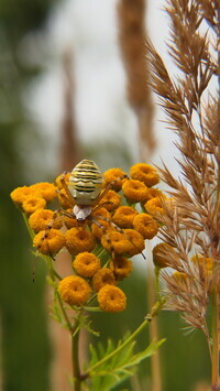 Oryginalny obrazek