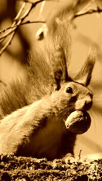 Sepia