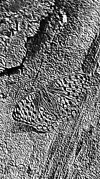 Skamielina