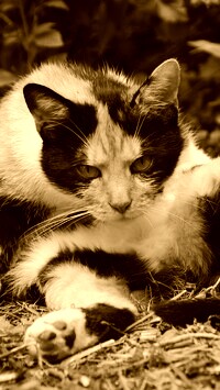 Sepia