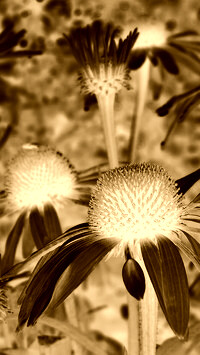 Sepia + Negatyw
