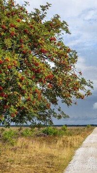 Oryginalny obrazek