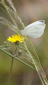 Oryginalny obrazek