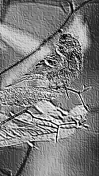 Skamielina