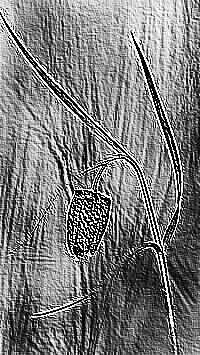Skamielina