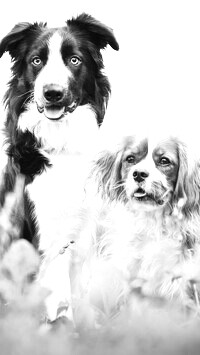 Szary + Sepia
