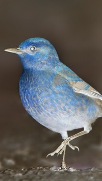Negatyw
