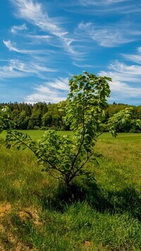 Oryginalny obrazek