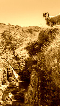 Sepia