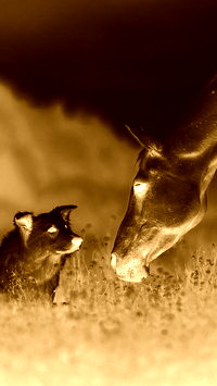 Sepia + Negatyw