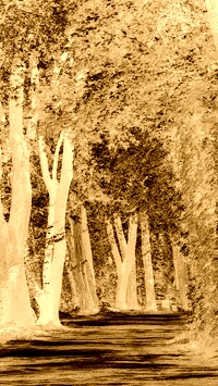 Sepia + Negatyw
