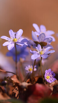Oryginalny obrazek