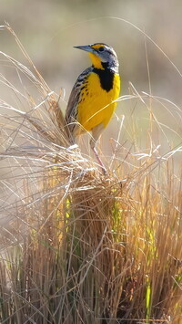 Oryginalny obrazek