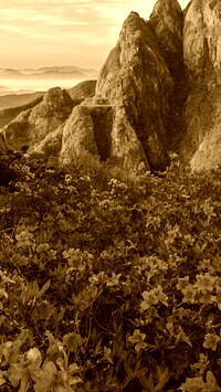 Sepia