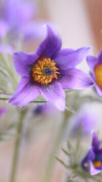 Oryginalny obrazek