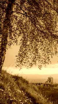 Sepia