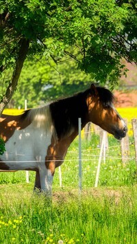 Oryginalny obrazek