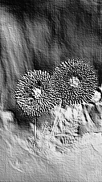 Skamielina