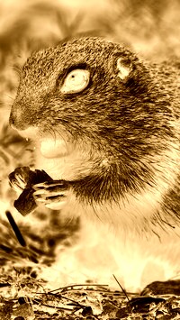 Sepia + Negatyw