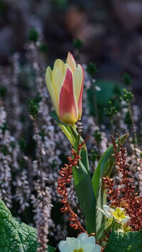 Oryginalny obrazek